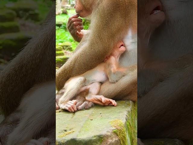 Luna's Gentle Touch: A Mother's Love for Her Son #73 #short #Cute #cutemonkey#monkey#monkeybehaviors