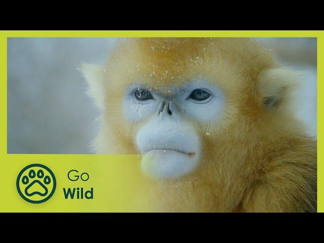 Southwest China - China’s Secret Garden - Wildest Indochina 5/5 - Go Wild