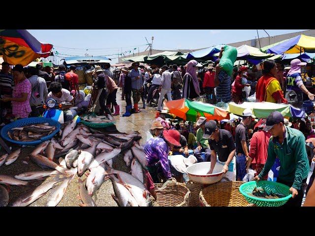 Kilo 9 Dry Fish Market in Cambodia - Plenty Dry Fish, Alive Fish, Seafood & More @ Fish Market