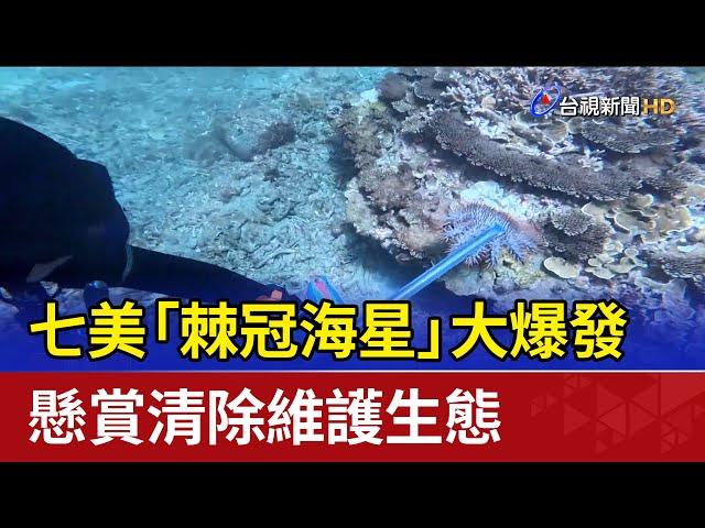 七美「棘冠海星」大爆發 懸賞清除維護生態