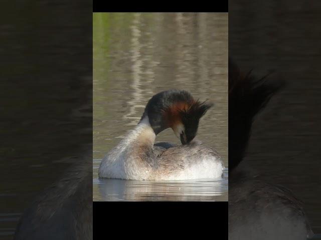 Great Grebe cleans its feathers.  #shots #birds #wildlife