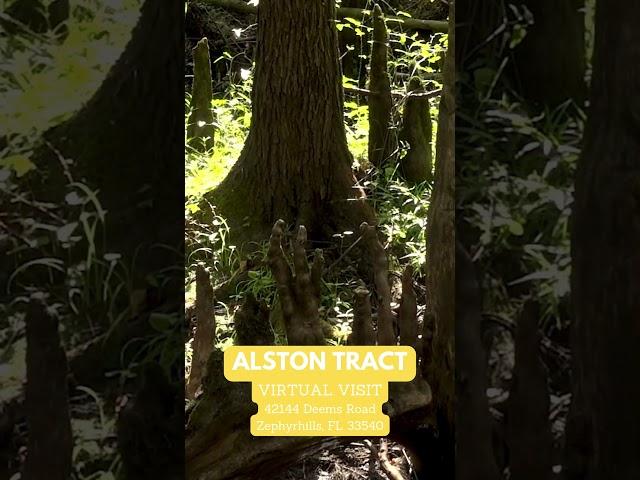 Discover Alston Tract: Florida's Hidden Outdoor Paradise