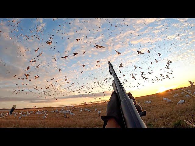 INSANE 250 Bird 5-MAN Limit Goose Hunt! (WE SHOT A BAND)