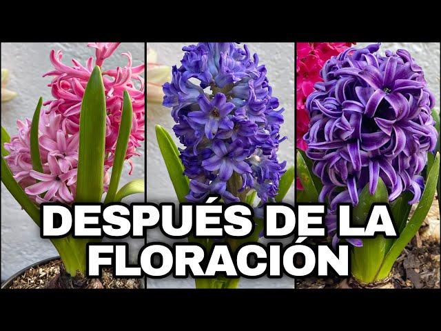 JACINTO Que Hacer DESPUÉS De La HERMOSA FLORACIÓN De JACINTOS (Hyacinthus)