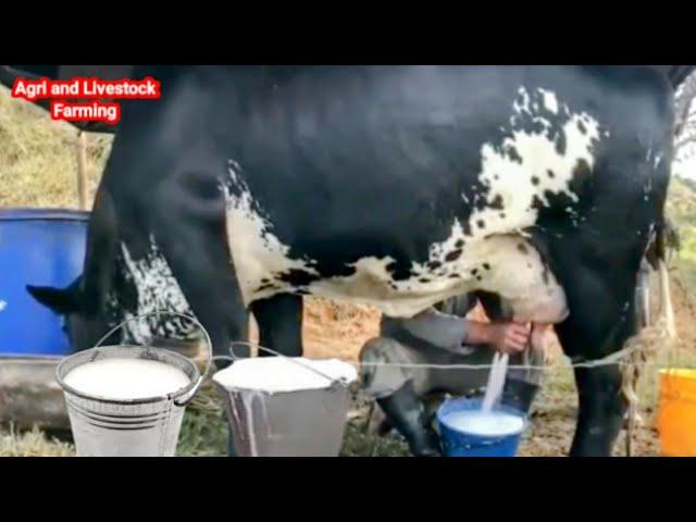 Highly Milking Biggest Udder Girlando Cow Breed 127 Litters Milk per day world Record | Gir Cow