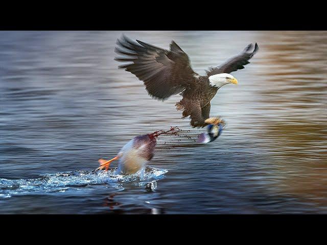 15 Tragic Moments! Eagle Hunt a Duck Like a Lightning Bolt