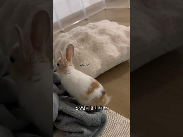 난 상남자 하월이  #bunny #rabbit #아기토끼 #cutebunny #cute #pets #cuteanimals #토끼