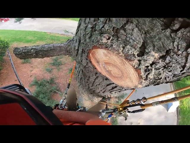 MONSTER pine with a HUGE drop zone