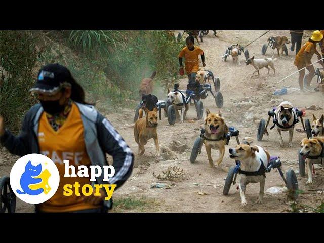 750+ Dogs Rescued and Rehabilitated By "The Man That Rescues Dogs"️ | HAPP