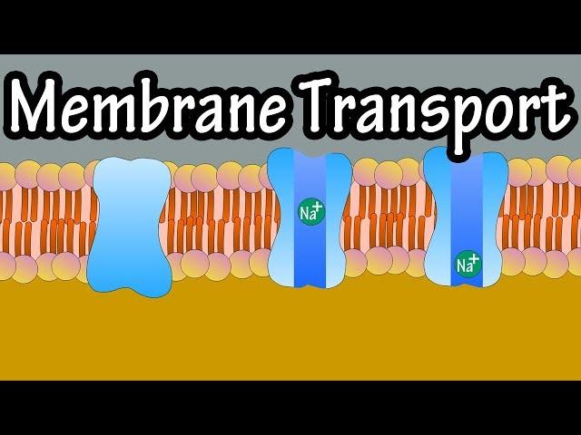 Cell Membrane Transport - Transport Across A Membrane - How Do Things Move Across A Cell Membrane