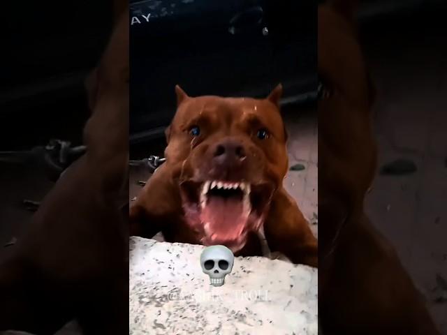 Dogs Can't be Angry 