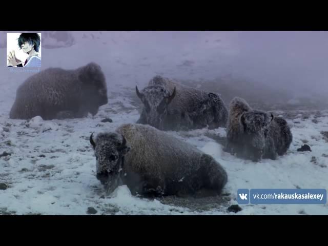 Йеллоустон (США) (Северная Америка) (1080p)