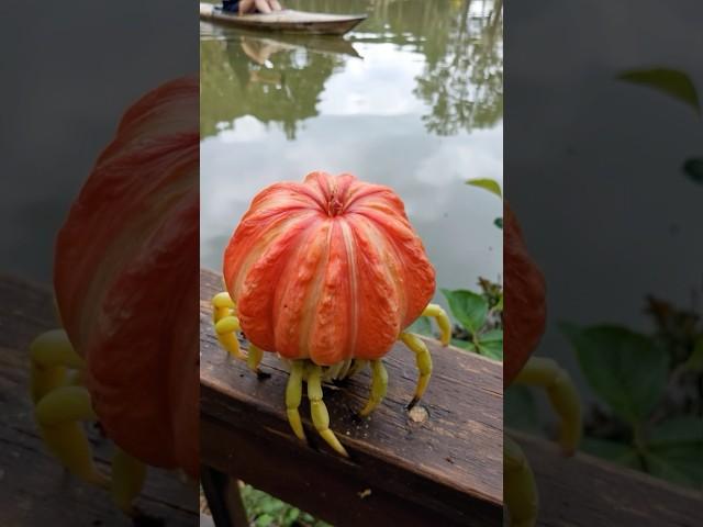 Crustaflora amphibia, also known as a “Lakeburst Petalcrab.” Native to sheltered freshwater regions