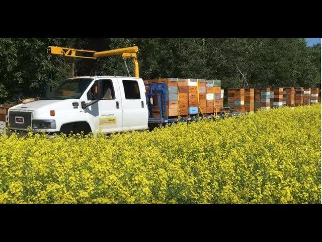 Honey Harvest in FULL Swing - 07/24/2019