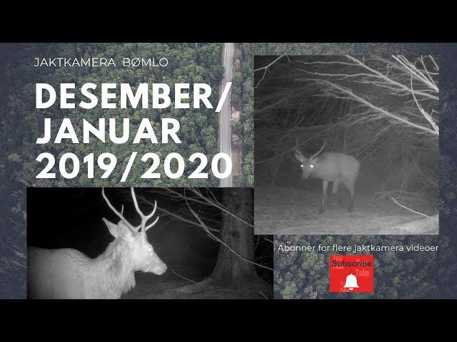 Jaktkamera Bømlo Desember/Januar  2019/2020