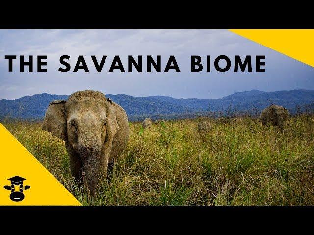 Savanna Grassland- Biomes of the world