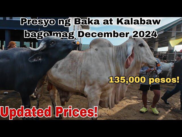 November 22, 2024 Presyo ng Baka at Kalabaw sa Padre Garcia Batangas Livestock Auction