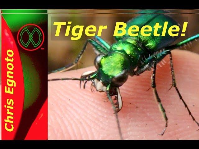 Tiger Beetle Bites my Finger! Nature Now!