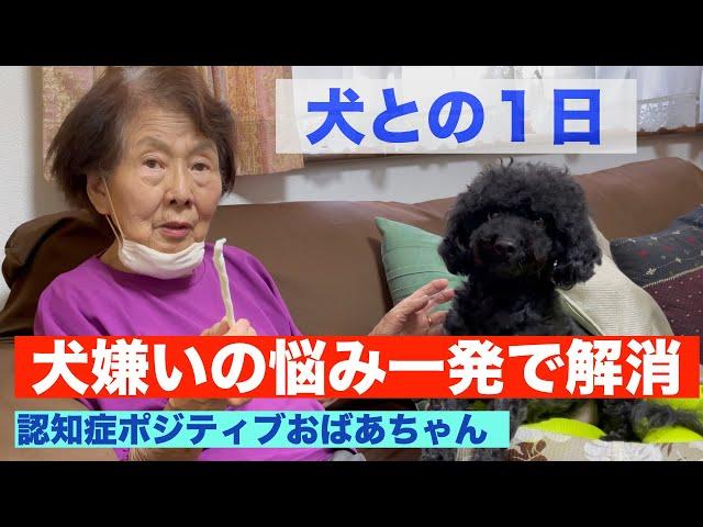 認知ショータイム/犬嫌いのおばあちゃんが犬と過ごす楽しいドキュメンタリー【おばあちゃん】