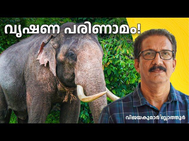 ആനകളുടെ വൃഷണം എവിടെ? The mystery of elephant testes. #ആനക്കാര്യം #elephant #animals  #malayalam