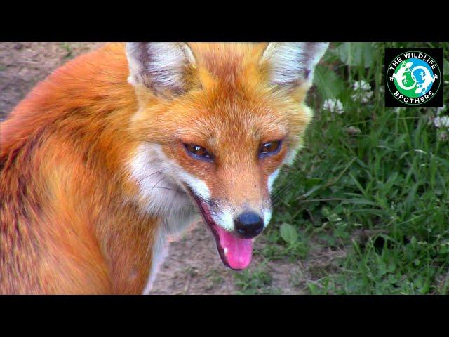 UNBELIEVABLE Encounters with WILD Red Foxes!