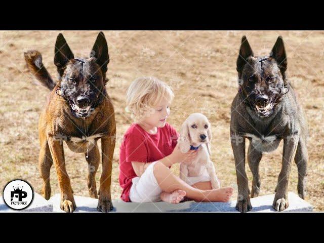 Only These Top 10 Dogs that Will Protect You No Matter What!