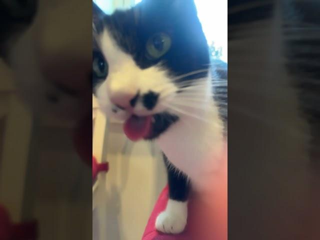 ASMR #cat #funny