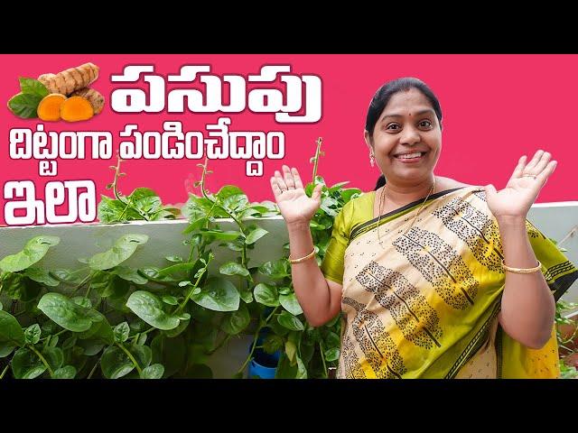 పసుపు పండించడం ఎంత తేలికో చూడండి | How To Grow Turmeric At Home |Organic Turmeric| TTH