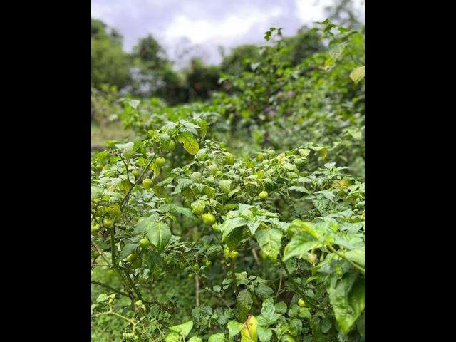 Growing our Own Produce - Ceylon Tea Trails