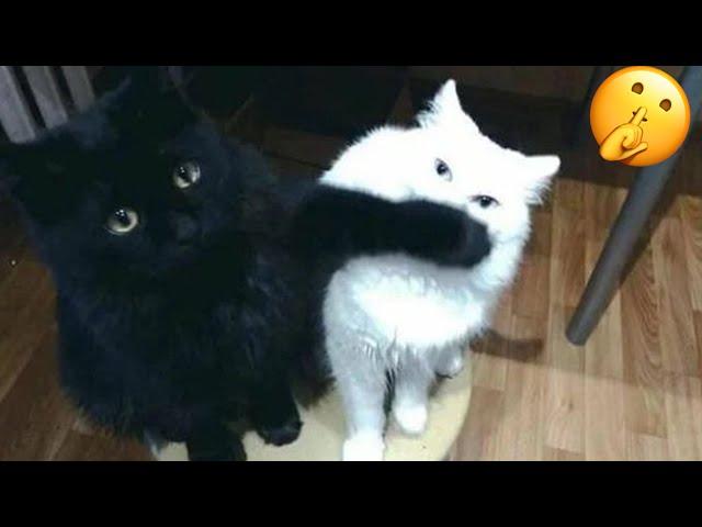 Try Not To Laugh  New Funny Cats Video  - MeowFunny Part 28