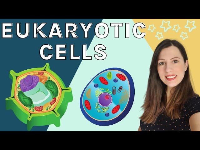 EUKARYOTIC CELLS A level Biology - Structure & function of the organelles found in eukaryotic cells