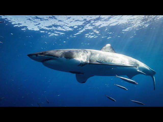 Shark Attack - The Wild Side - Documentary