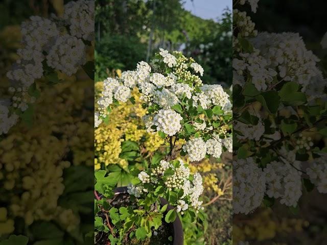 은행잎을 닮은 예쁜꽃 # 야생화 # 은행잎조팝