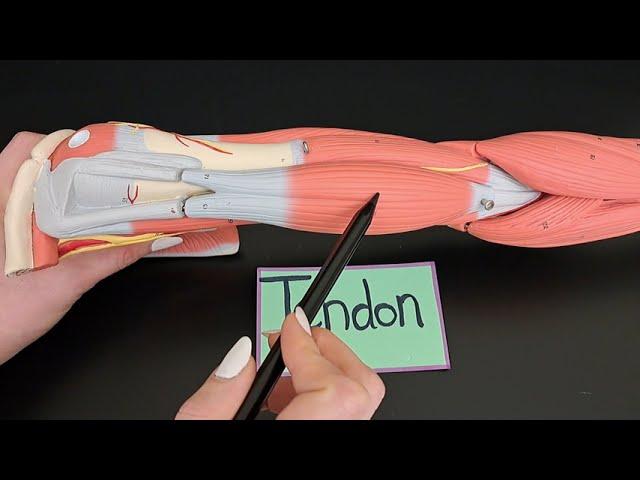 Tendon vs. Aponeurosis with Examples