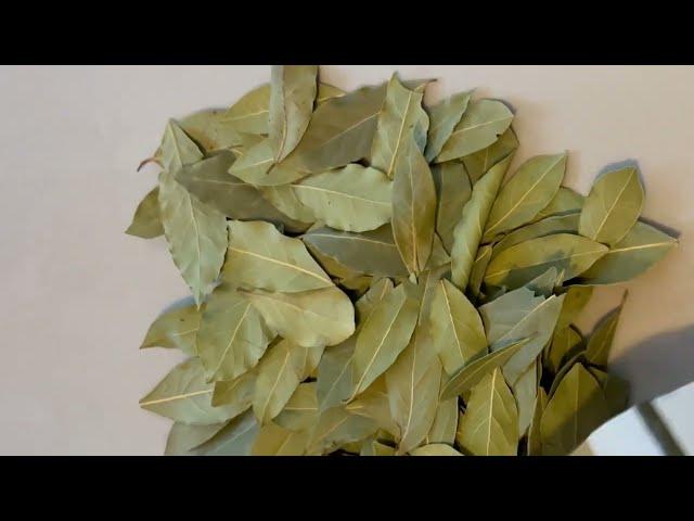 Turkish Bay Leaves Arselia Products- Mediterranean Bay Leaf Dried Bay Leaves www.arselia.com