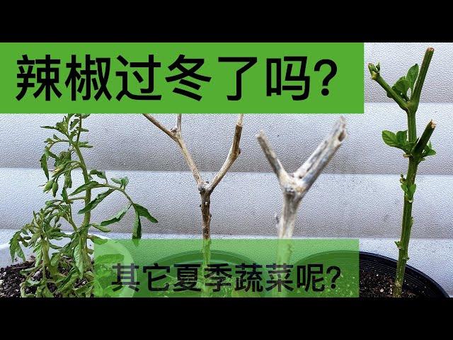 【过冬总结】辣椒过冬了吗？番茄佛手瓜人参果茄子过冬表现如何？｜夏季蔬菜过冬后如何处理？｜Results Of Pepper/Tomato/Chayote Overwintering