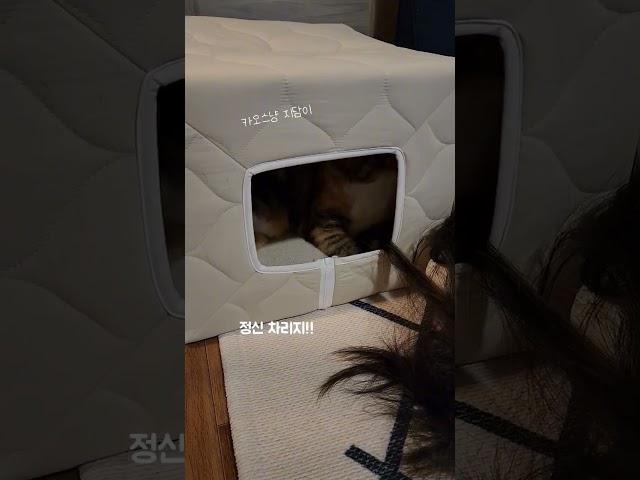 고양이가 집사행동이 맘에 안드니 보인 행동 #shorts#고양이