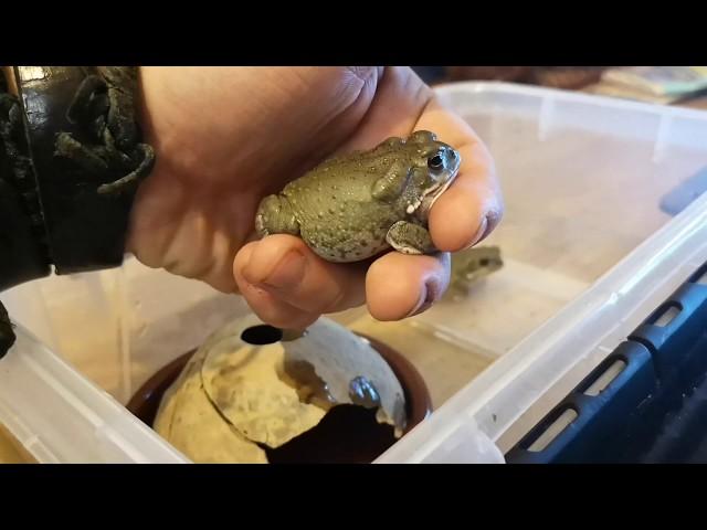 Feeding the Juveniles of Colorado River Toad