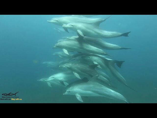 Diving Aliwal Shoal