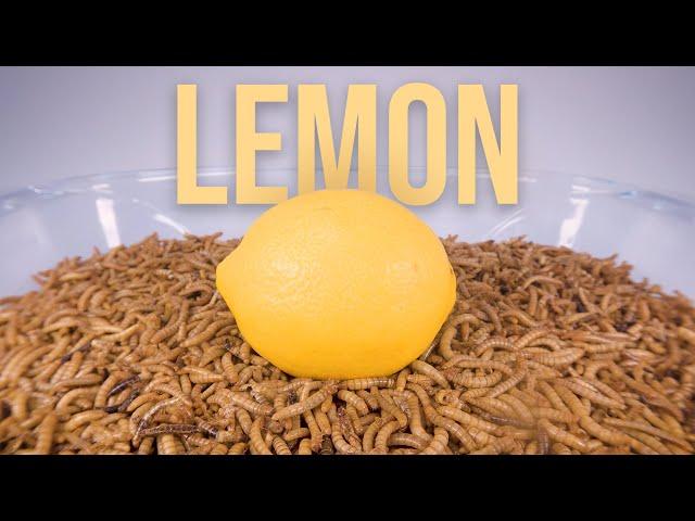 10 000 Mealworms vs. LEMON