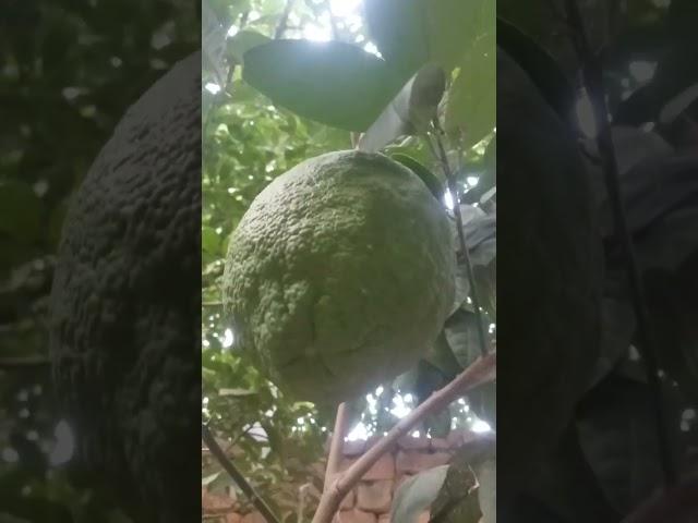 Big orange #shortvideo