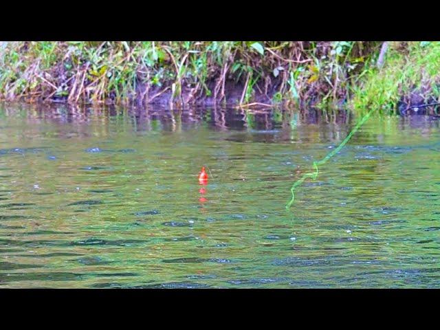 King Salmon BOBBER DOWNS! - Michigan Fall Salmon Run 2021