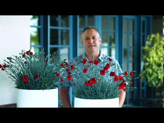 PlantHaven Video - Dianthus AMERICAN PIE® Cherry Pie