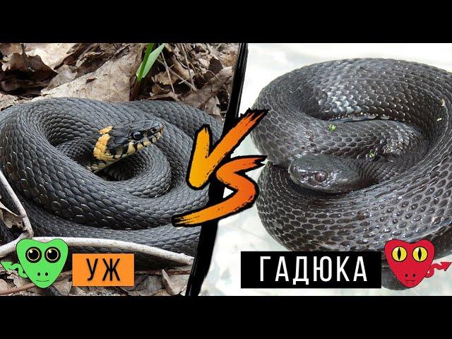 How to Identify a Viper / Learn to Recognize Venomous Snakes