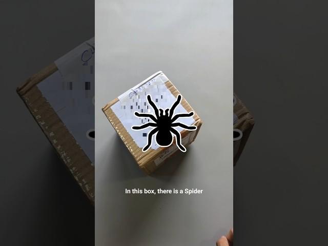 Unboxing Spider ️ #spider #pets #animal