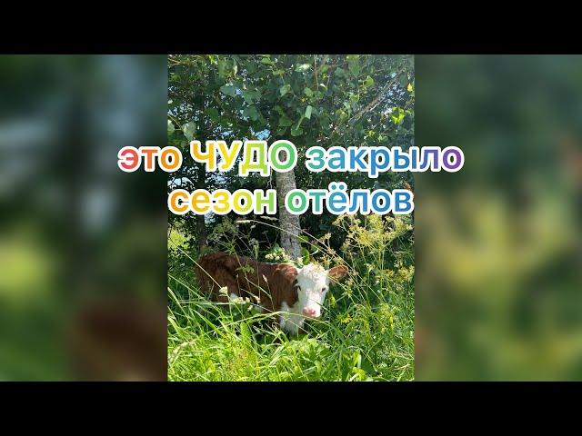 Чудом завершили сезон отелов/три дня жизни #герефорд #чудо #кроха #теленок #ферма#жизнь #деревня#кфх