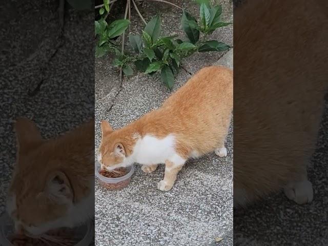 #임신한 고양이#길고양이