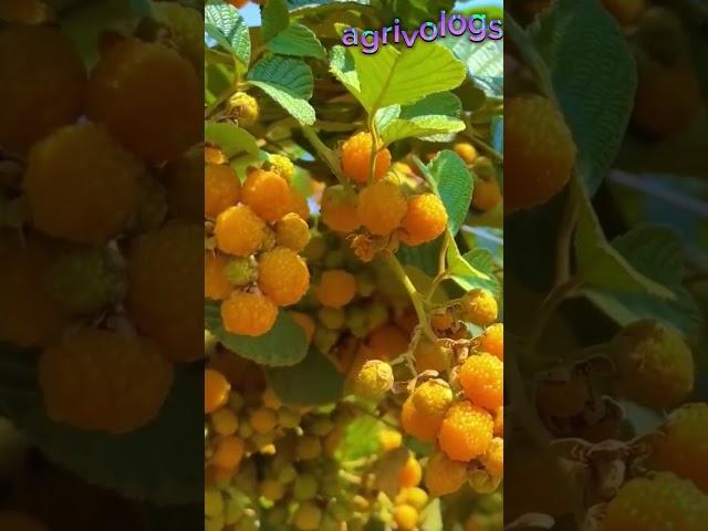 #youtube#shorts#Golden#Raspberry#viralvideo#foryou#sport#mychnnal#agrivologs