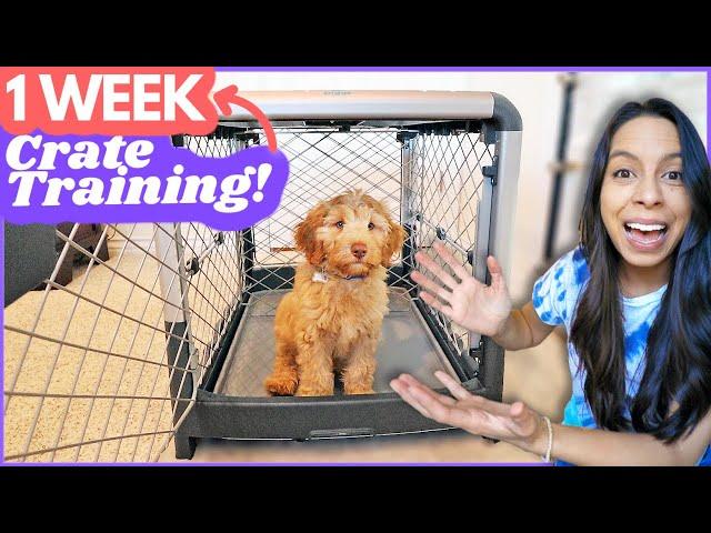 5 Crate Training Steps that ACTUALLY Work  This is how I crate trained Wally in ONE WEEK 