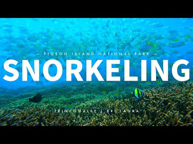 The complete snorkeling experience in Pigeon Island National Park | Sri Lanka